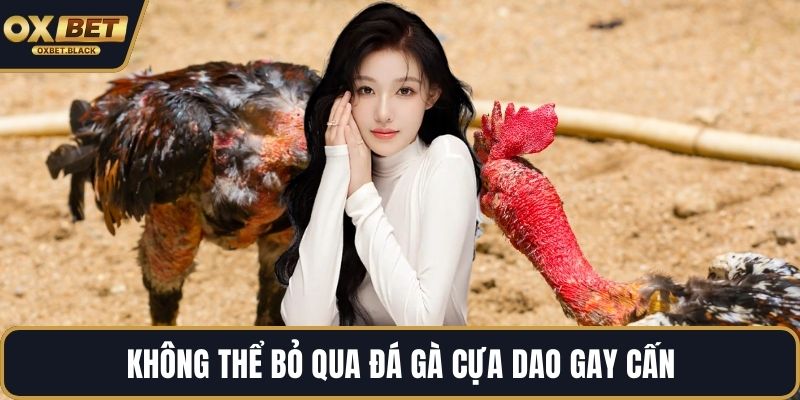 Không thể bỏ qua đá gà cựa dao gay cấn